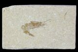 Cretaceous Fossil Shrimp - Lebanon #107685-1